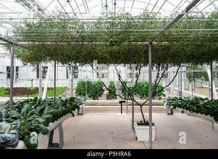 Giant miniature tomatoes plant growing experimentally like a tree in The Land Pavilion at Epcot Center, Orlando Florida. Stock Photo