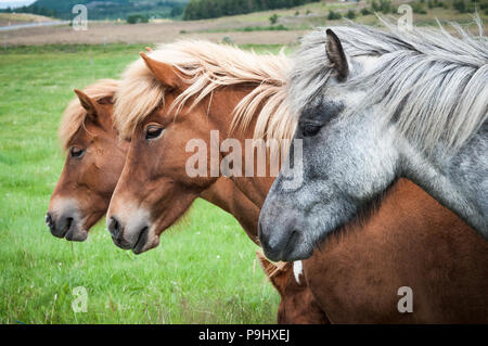 Closeup of three Icelandic horses during a summer day, Iceland Stock Photo