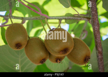 Kiwifruit or Kiwi (Actinidia deliciosa). Chinese gooseberry. Leaf canopy protecting the kiwi vines, Kiwi fruits Stock Photo