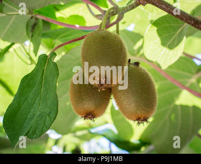 Kiwifruit or Kiwi (Actinidia deliciosa). Chinese gooseberry. Leaf canopy protecting the kiwi vines, Kiwi fruits Stock Photo