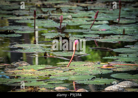 Green duckweed on water and lily leaf. Ross island India Andaman and Nicobar Islands. Stock Photo