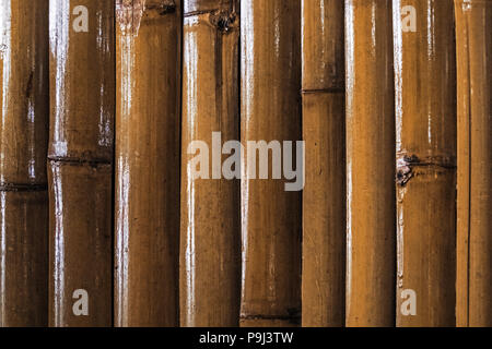 Bamboo wall or Bamboo fence texture background. close up. A wall of bamboo stalks yellow varnished. Stock Photo