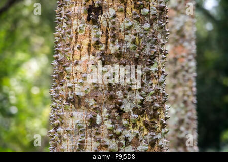 Closeup textured and surface of the trunk of Kapok tree, Red silk cotton tree, Bombax ceiba tree in the forest Stock Photo