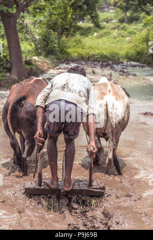Indian farmer preparing and leveling a new rice paddy field using a level pulled by oxen Stock Photo