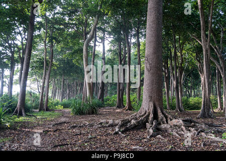 Big tree in forest. Green life background. Havelock island Andaman and Nicobar Islands. India. Tall trunks of centuries-old trees Stock Photo