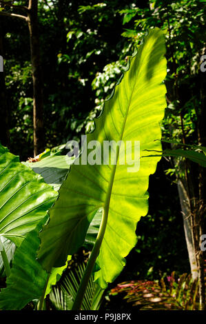 Elephant ear taro, Giant elephant ear, Giant taro (Alocasia macrorrhizos), Thailand Stock Photo