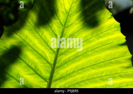 Elephant ear taro, Giant elephant ear, Giant taro (Alocasia macrorrhizos), Thailand Stock Photo