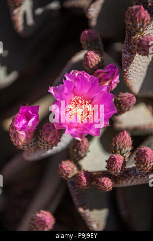 Pink Beavertail Cactus flowers in bloom.