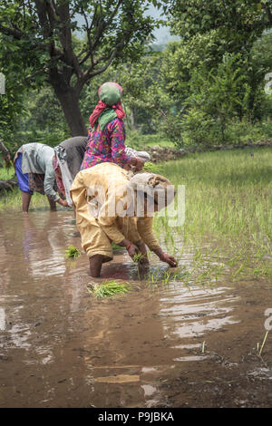 1 Indian woman working in farm Stock Photo - Alamy