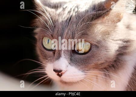 Long haired grey and white cat's face and eyes Stock Photo