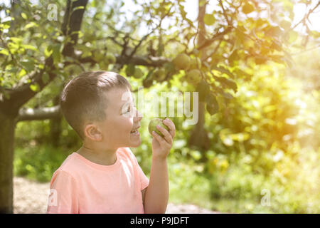 Boy happy about collecting fresh bio apple in a farm Stock Photo