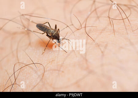 Close-up female mosquito sucking blood from human skin Stock Photo