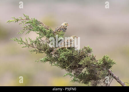 Ortolan Bunting (Emberiza hortulana) Stock Photo