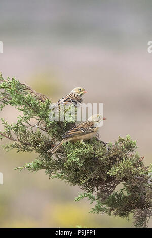 Ortolan Bunting (Emberiza hortulana) Stock Photo