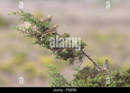 Ortolan Bunting (Emberiza hortulana) Stock Photo