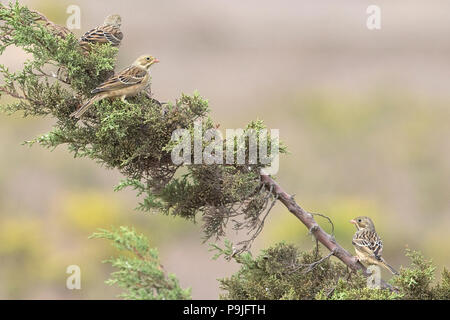 Ortolan Bunting (Emberiza hortulana) Stock Photo