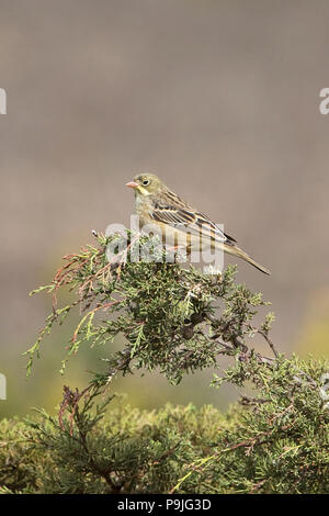 Ortolan Bunting (Emberiza hortulana) Stock Photo