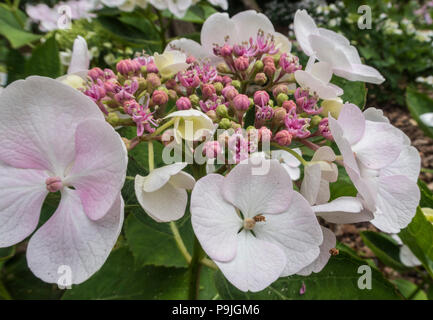 White lacecap Hydrangea macrophylla Teller White, a cultivar of Libelle Stock Photo