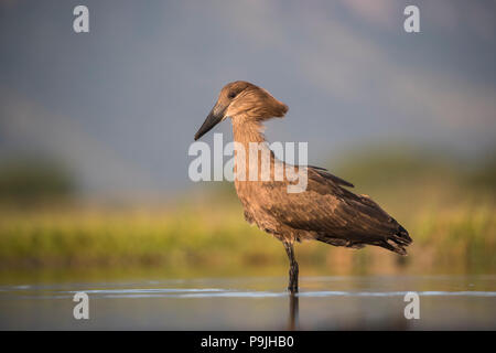 Hamerkop (Scopus umbretta), Zimanga private game reserve, KwaZulu-Natal, South Africa Stock Photo