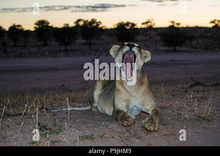 Lion (Panthera leo) yawning, Kgalagadi Transfrontier Park, South Africa,