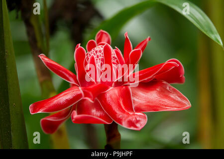 Red flower of Torch Ginger (Etlingera elatior), Chiang Dao, Thailand Stock Photo