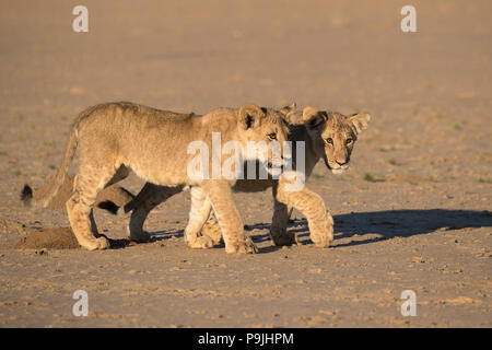 Lion cubs (Panthera leo), Kgalagadi Transfrontier Park, South Africa, Stock Photo