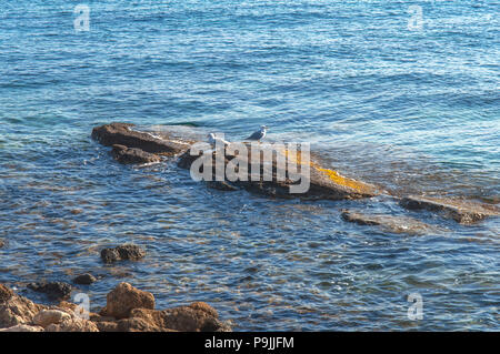 Two seagull bird standing on sea stone with natural environment Stock Photo