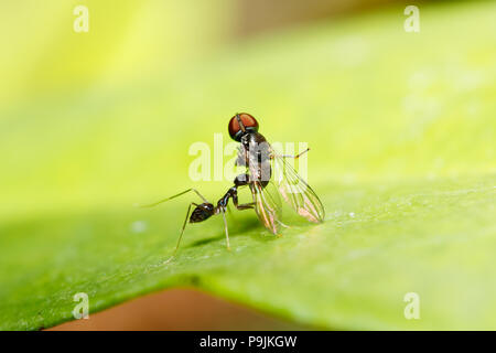 Longhorn crazy ant / Black crazy ant (Paratrechina longicornis) take a fly to be a food (taken from Thailand, Southeast Asia) Stock Photo