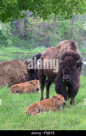 The breeding bison Stock Photo - Alamy