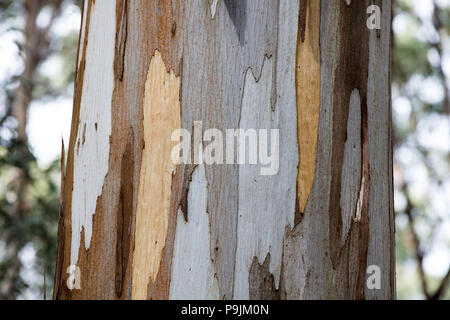 Detail, bark of eucalyptus tree (Eucalyptus), Australia Stock Photo