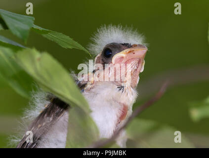 Baby Bird Rose-breasted grosbeak (Pheucticus ludovicianus), Iowa, USA Stock Photo