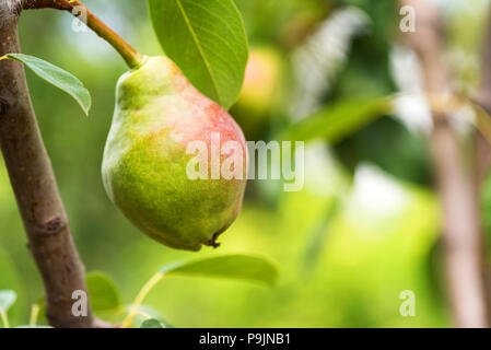 European pear or common pear on tree branch Stock Photo