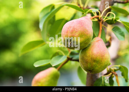 European pear or common pear on tree branch Stock Photo