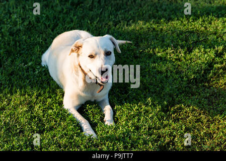 Labrador retriever lies on grass Stock Photo