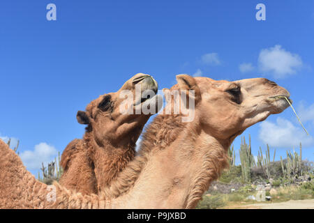 Cute pair of bactrian camels standing together while eating hay. Stock Photo