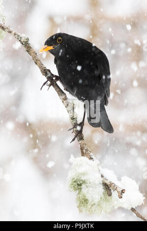 Blackbird (Turdus Merula) perched on lichen covered branch in winter during snowfall - UK Stock Photo