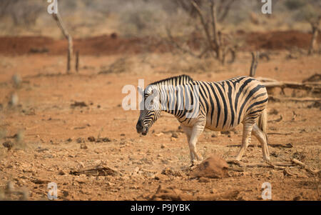 a Zebra walks with its mouth open in the wild at Camp Elephant, Erindi private game reserve, Namibia Stock Photo