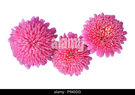 Callistephus chinensis pink flowers isolated on white. Stock Photo