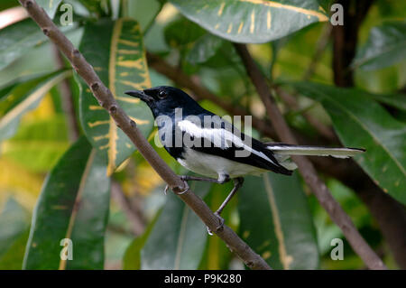Dhaka, Bangladesh - May 23, 2007: The oriental magpie-robin is a small passerine bird that was formerly classed as a member of the thrush family Turbi Stock Photo