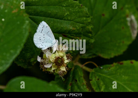Holly Blue butterfly (UK) on blackberry blossom Stock Photo