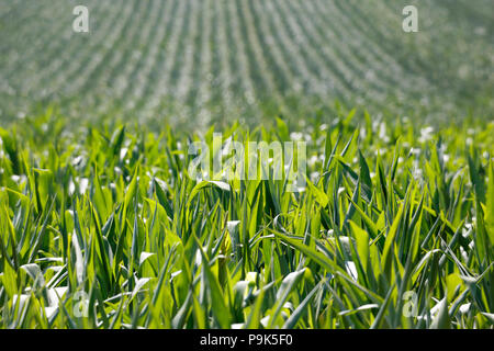 A field of Maize, Zea mays, often called Corn or Sweetcorn, it is a food crop cultivated for starch and oil. Stock Photo