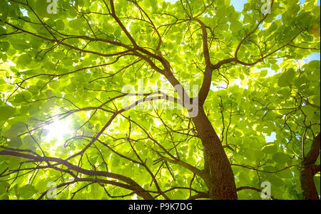 Looking upwards at a backlit tree canopy Stock Photo