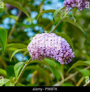 Close up of purple Buddleia flower or butterfly bush, East Lothian, Scotland, UK Stock Photo