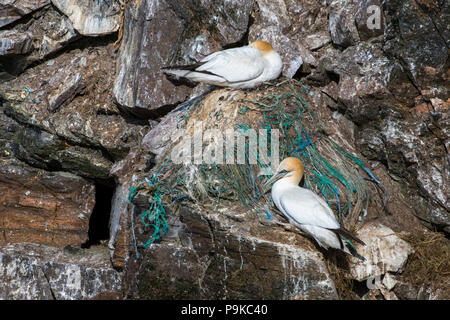 Northern gannet (Morus bassanus) breeding on nest made with parts of nylon fishing nets and ropes in sea cliff at seabird colony in spring Stock Photo