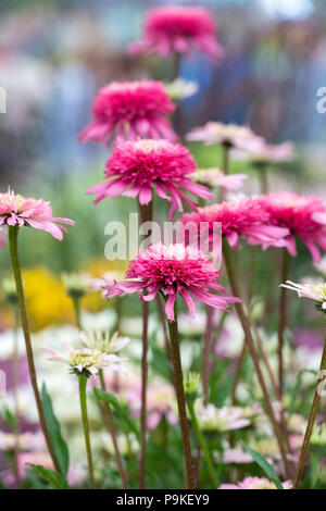 Echinacea purpurea ‘Southern belle’. Coneflowers Stock Photo