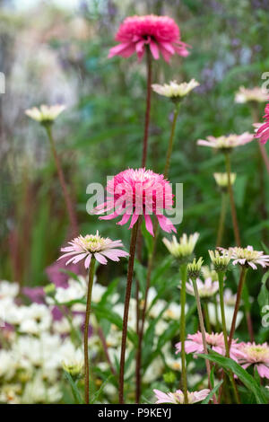 Echinacea purpurea ‘Southern belle’. Coneflowers Stock Photo