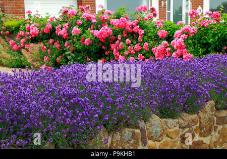 Blue, purple, lavender, pink Roses, front garden, wall, Lavandula, Rosa Stock Photo