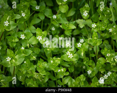 Closeup of a group of common chickweed with small white blossoms Stock Photo