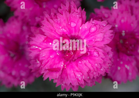 Closeup of the blossom of a carnation (Dianthus caryophyllus) with water drops Stock Photo