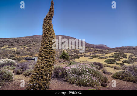 The prominent spire inflorescence of green Tajinaste (Echium wilpretii, Tenerife bugloss) in the arid volcanic landscape of Mount Teide out of season Stock Photo